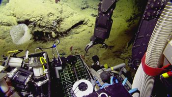 Media type: image;   Invertebrate Zoology 153111 Description: live specimen;